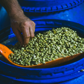 What Is Coffee Processing?