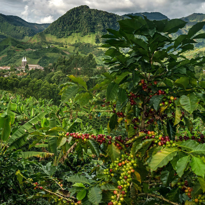 COMMUNITY, TAITA | COLOMBIA