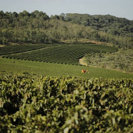 Hilly landscape with coffee plantations under a clear sky