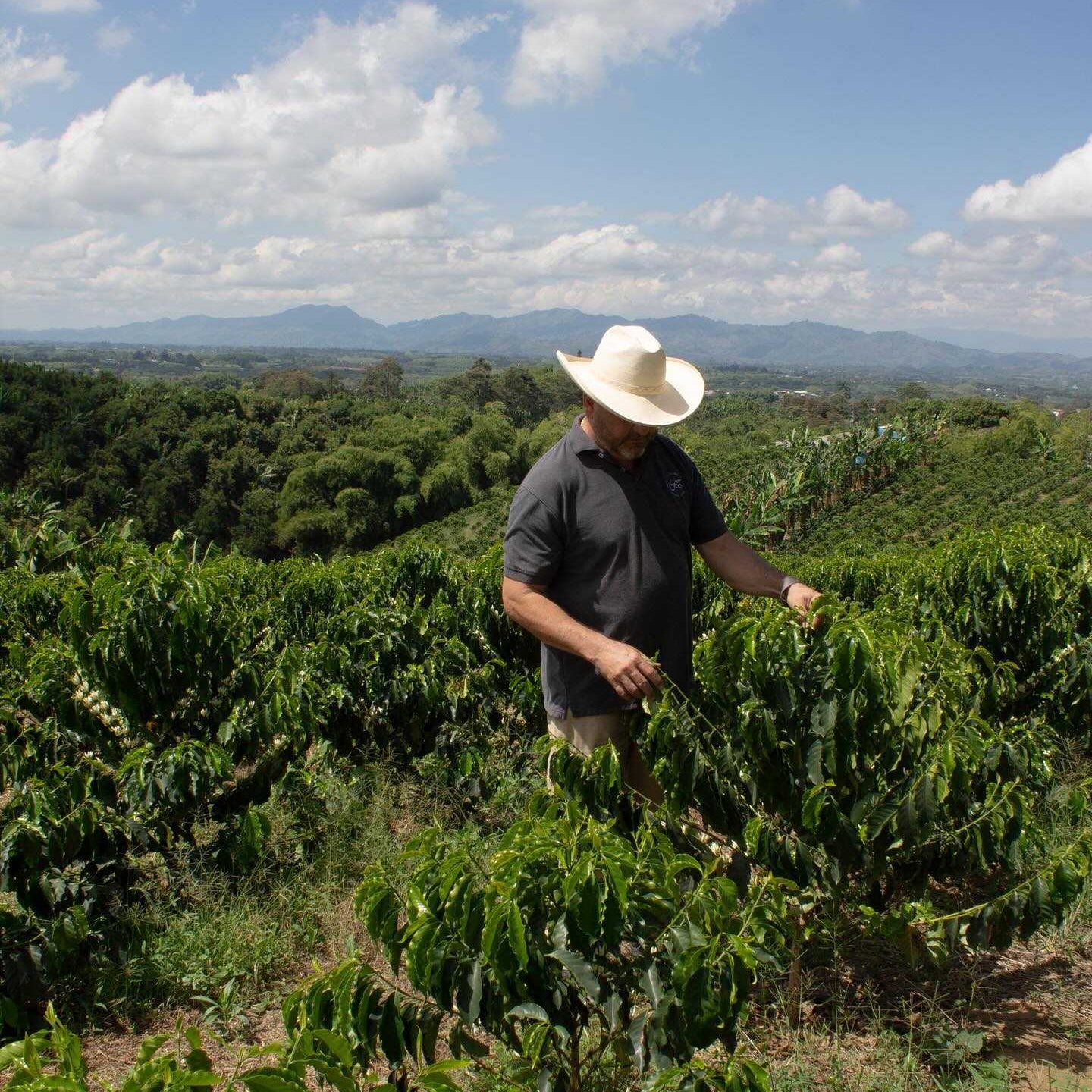 ABSTRACT - FINCA MILAN | COLOMBIA | NITRO MACERATION