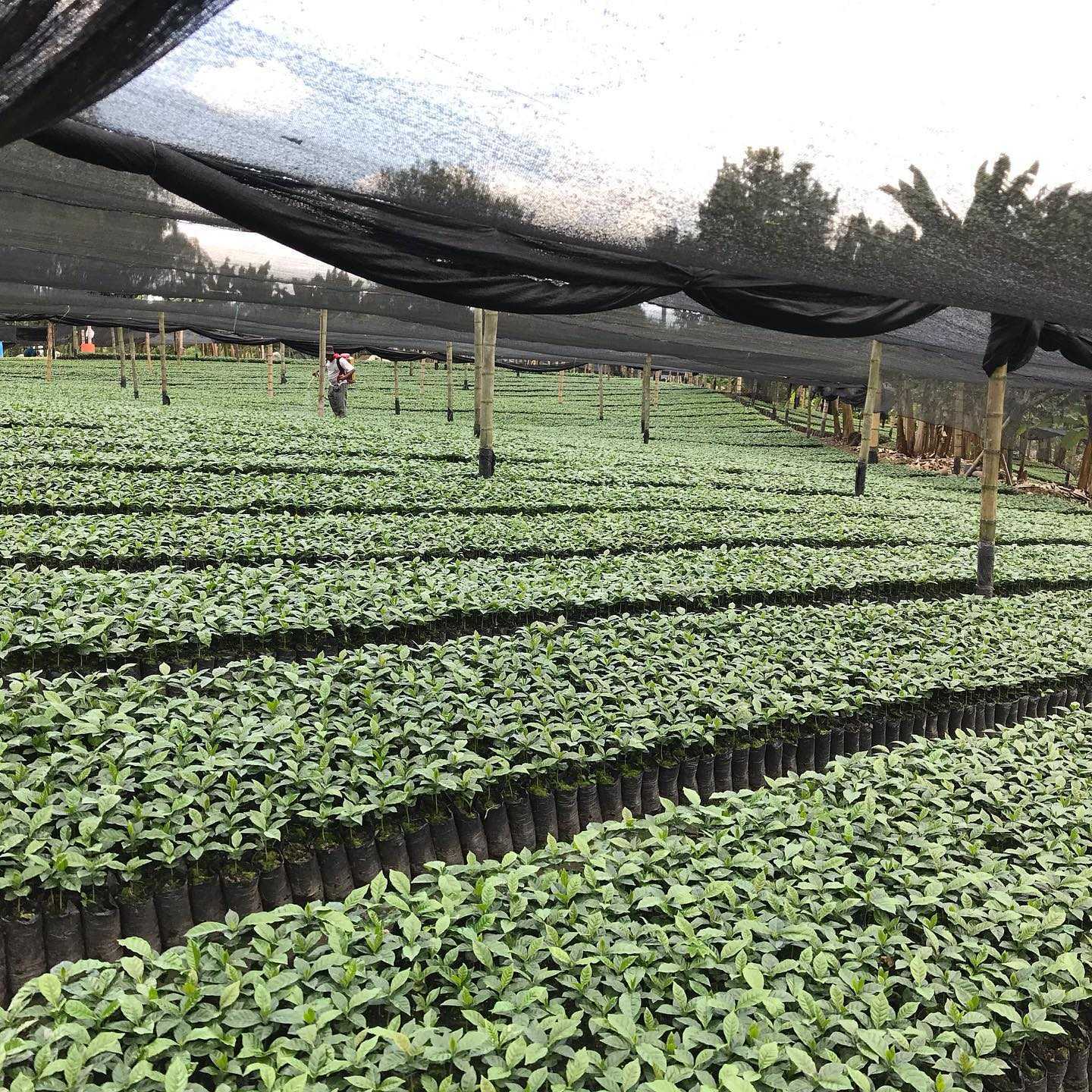 ABSTRACT - FINCA MILAN | COLOMBIA | NITRO MACERATION