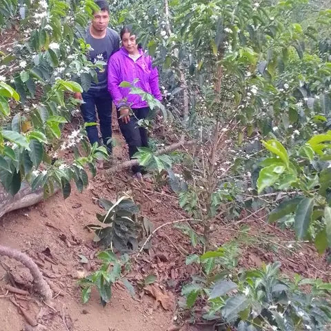 BALANCE - EL GUAYACAN | PERU