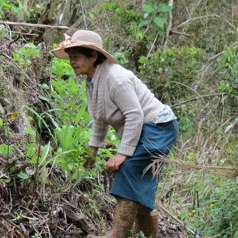 BALANCE - EL GUAYACAN | PERU