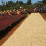 ABSTRACT - GUJI KERCHA, ETHIOPIA