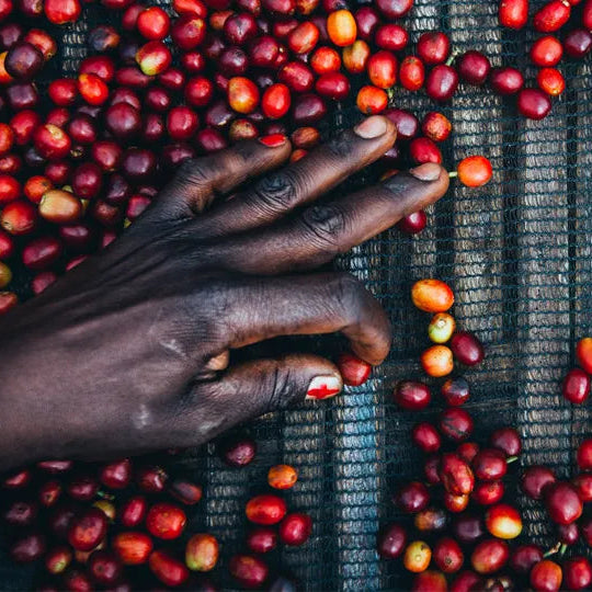 ABSTRACT - GUJI KERCHA, ETHIOPIA