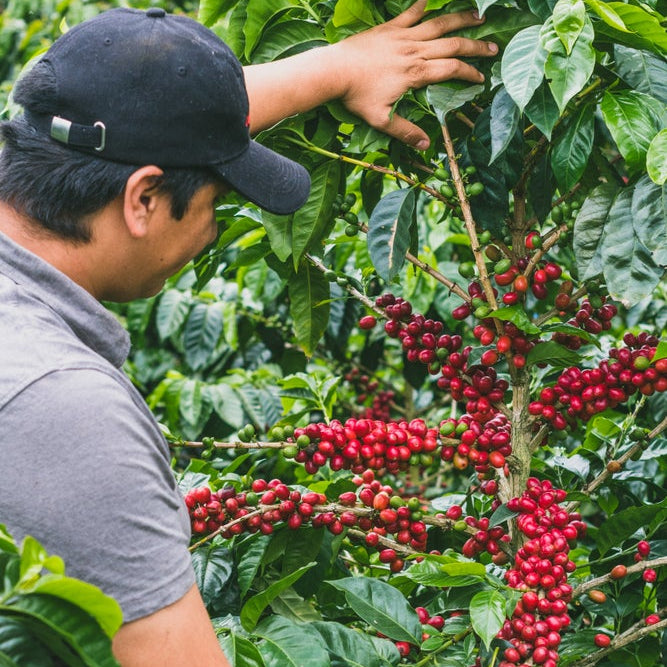 ABSTRACT - HUILA | COLOMBIA | PASSIONFRUIT | CO-FERMENTATION