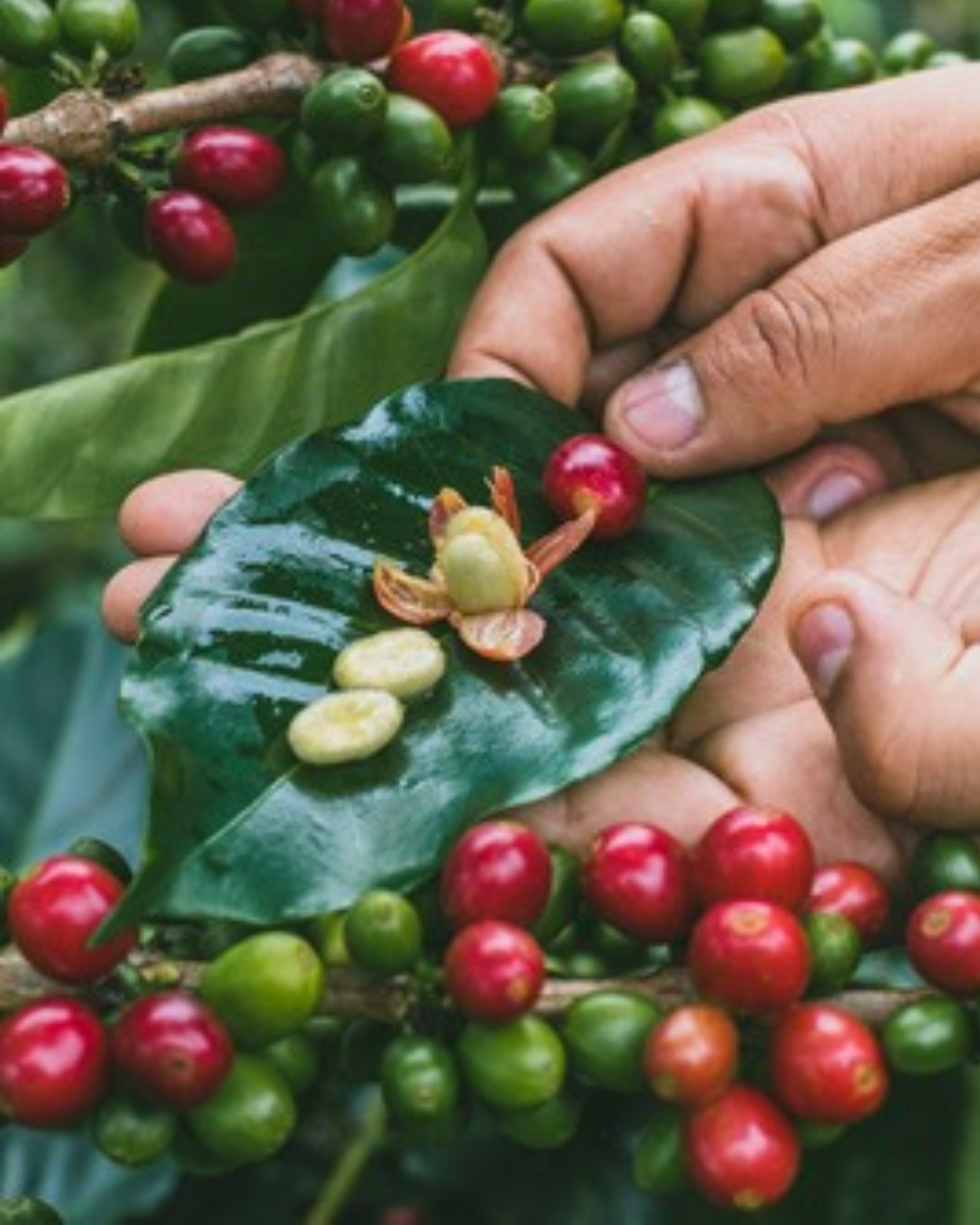 What Are Coffee Varietals?