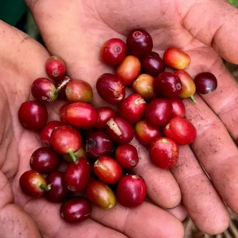 BALANCE - EL GUAYACAN | PERU