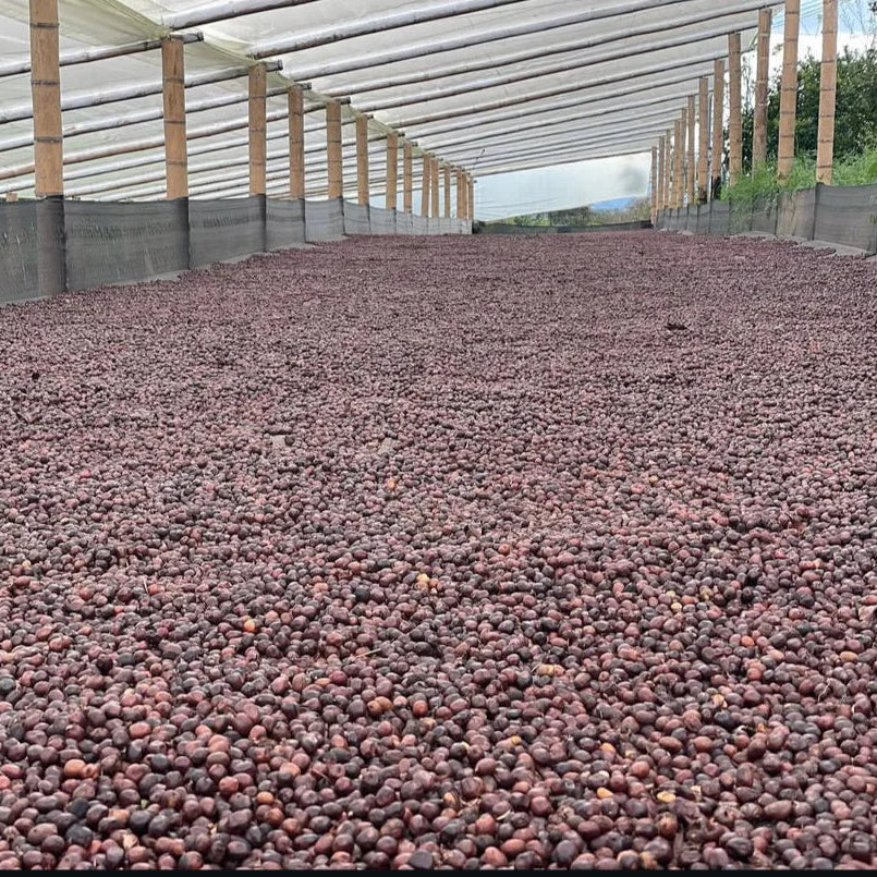 ABSTRACT - FINCA MILAN | COLOMBIA | NITRO MACERATION