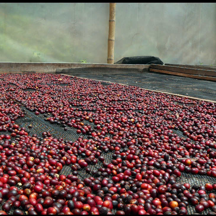 ABSTRACT - FINCA MILAN | COLOMBIA | NITRO MACERATION